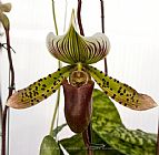 flower 3